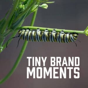 Tiny Brand Moments