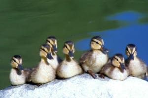 Duck-Duckling