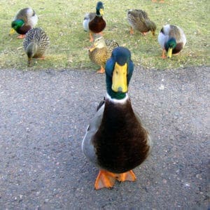 Duck-Photobomb