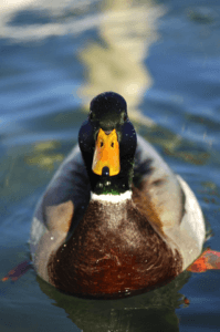 Duck-Swimming