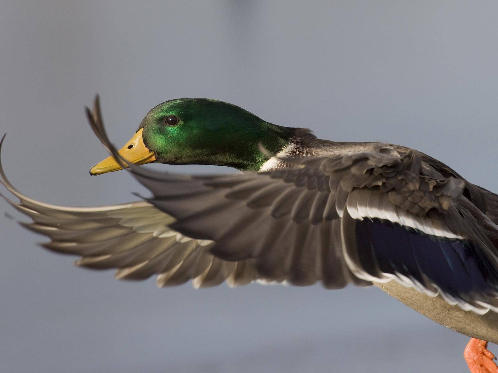 Duck-Wings