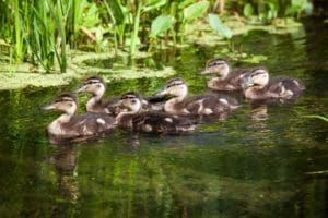 Duck-ducklings pond