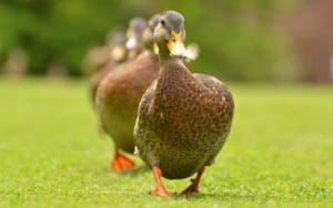 Duck-in a row