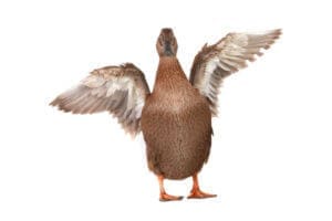 http://www.dreamstime.com/royalty-free-stock-images-duck-raspusheny-wings-studio-image32230699