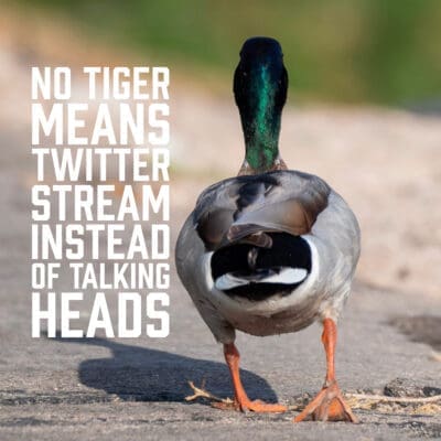 No Tiger Means Twitter Stream Instead of Talking Heads