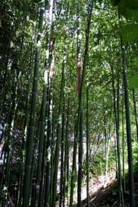 bamboo medford Oregon 153275596_6603ce6a56
