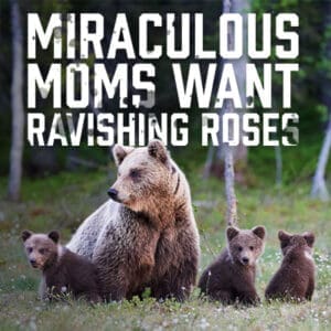 RavishingRoses