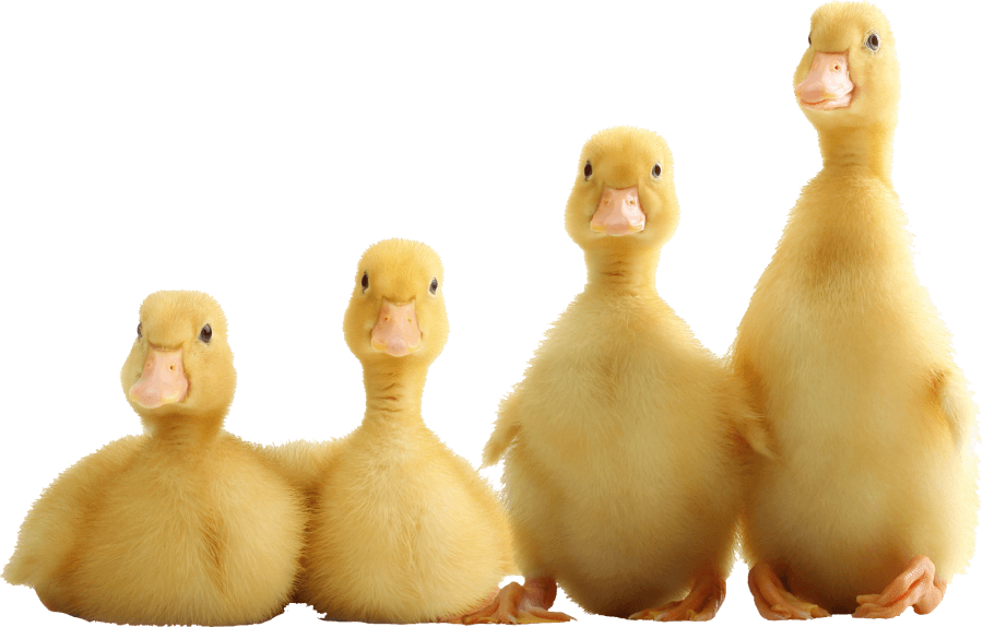 ducklings