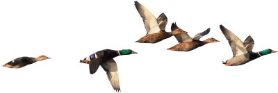 ducks flying isloated-rev