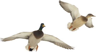 ducks-flying-rev