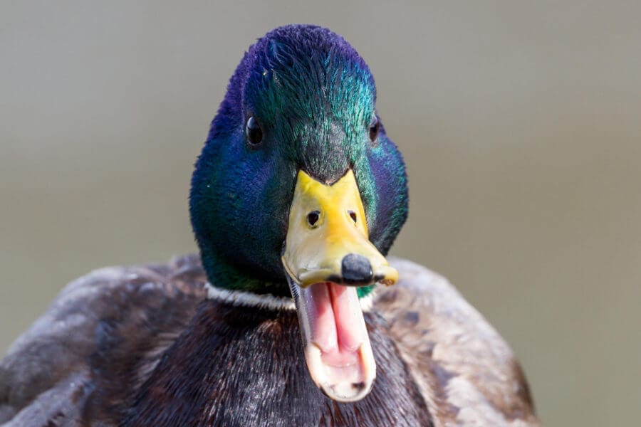 Duck-Quacking