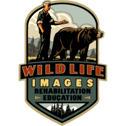 WildlifeImages_logo_Square