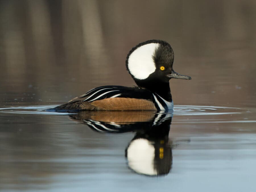 How many types of Ducks are found in Oregon