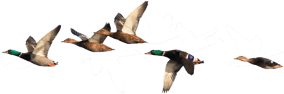 ducks flying isloated