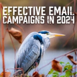 Effective Email Campaigns in 2024