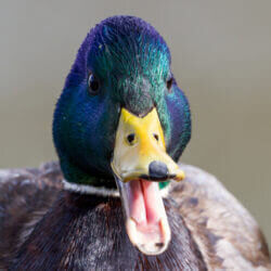 Duck-Quacking