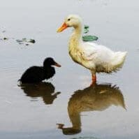 Duck-Ugly Duckling