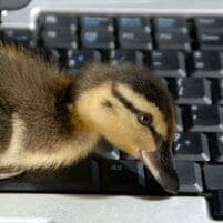Duck-keyboard