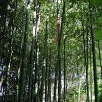 bamboo medford Oregon 153275596_6603ce6a56
